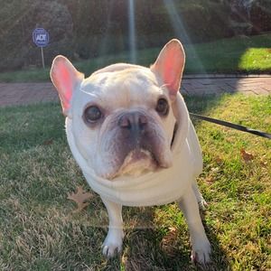 Meet your Posher, Frankie